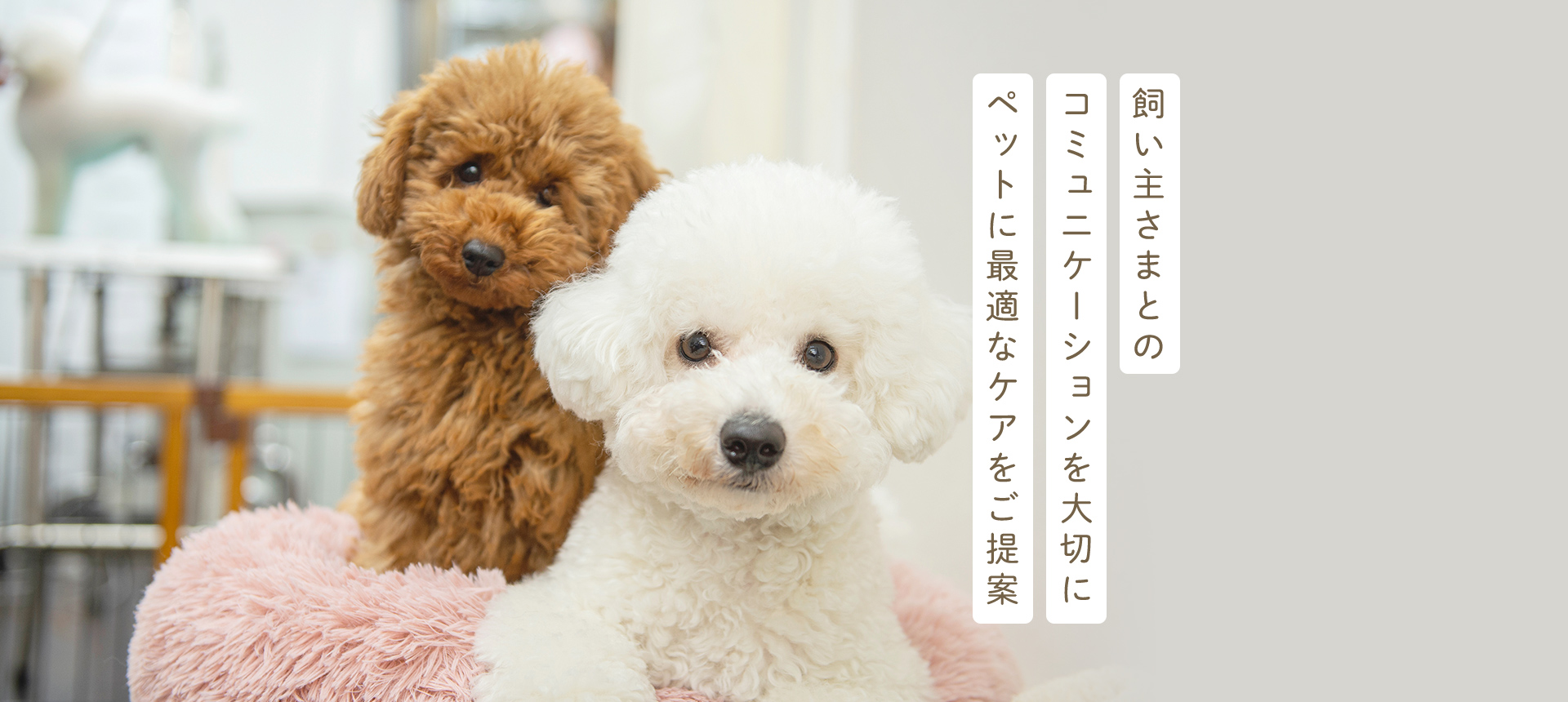 DogAmigo 平井店